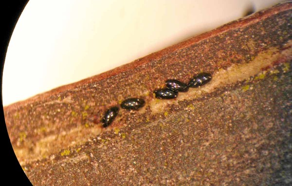 Vajíčka mšic - zvětšeno Vajíčka mšic - zvětšeno