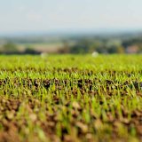 Saracen Max - bez plevelů, bez starost&iacute;