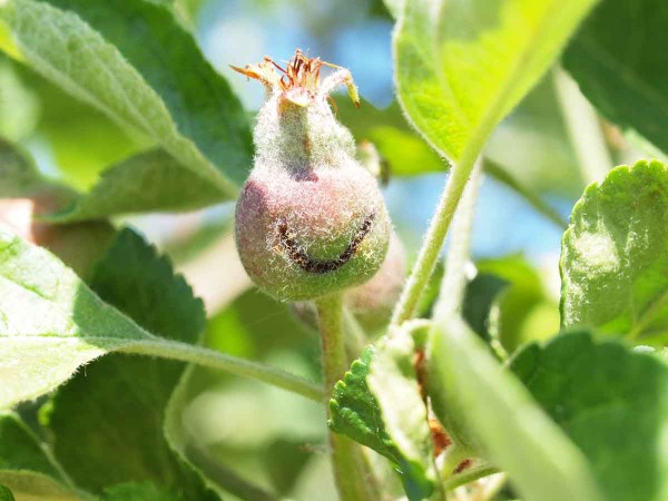 Prim&aacute;rn&iacute; ž&iacute;r pilatky jablečn&eacute; na plůdku