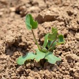 Nov&eacute; možnosti ře&scaron;en&iacute; ochrany vzch&aacute;zej&iacute;c&iacute;ch porostů v&iacute;celet&yacute;ch p&iacute;cnin před listopasi