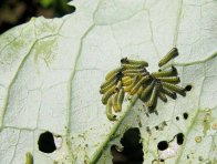 Bělásek zelný - housenky Bělásek zelný - housenky