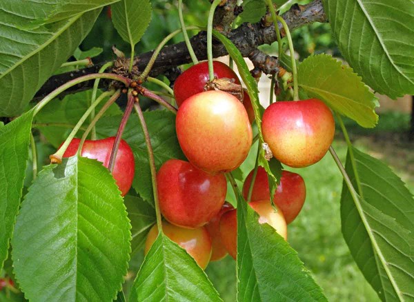 V červnu dozrávají rané odrůdy třešní V červnu dozrávají rané odrůdy třešní