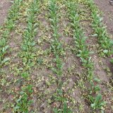 Regulace plevelů v&nbsp;porostech cukrov&eacute; řepy po chystan&eacute; restrikci &uacute;činn&yacute;ch l&aacute;tek herbicidů