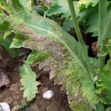 V&yacute;skyt chorob m&aacute;ku na zku&scaron;ebn&iacute; stanici v&nbsp;Chrlic&iacute;ch u&nbsp;Brna v&nbsp;roce 2020