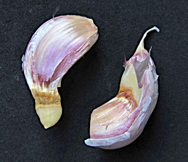 Detail poškození vlnovíkem česnekovým Detail poškození vlnovíkem česnekovým