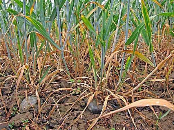 Počátek podesychání pšenice Počátek podesychání pšenice