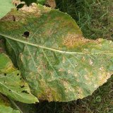 Choroby a&nbsp;&scaron;kůdci křenu