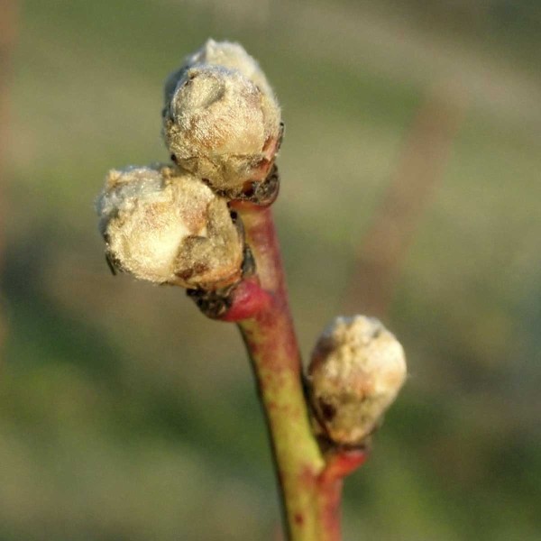 O&scaron;etřen&iacute; broskvon&iacute; proti kadeřavosti prov&aacute;d&iacute;me při  prvn&iacute;m patrn&eacute;m pohybu &scaron;upin v&nbsp;pupenech