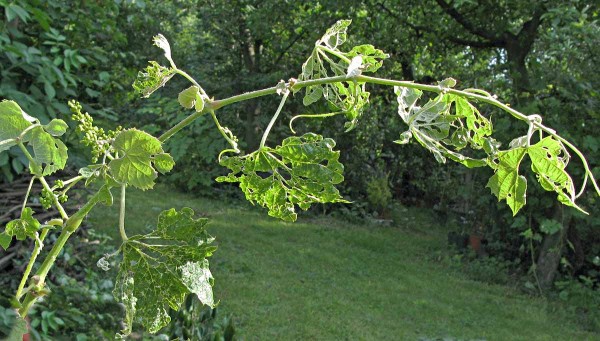 Příznaky poškození hálčivcem révovým Příznaky poškození hálčivcem révovým