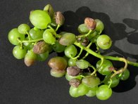 Abiotického vadnutí hroznů Abiotického vadnutí hroznů