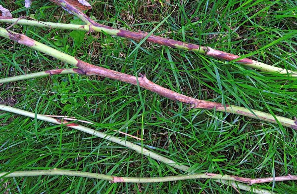 Příznaky odumírání maliníku Příznaky odumírání maliníku