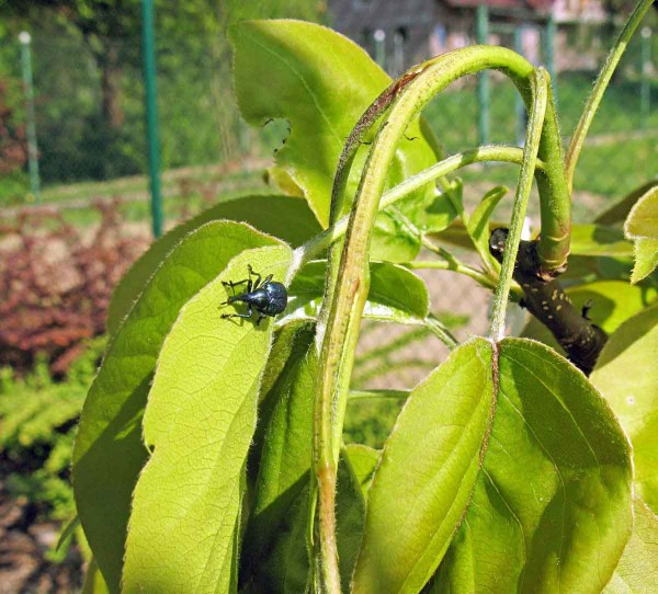 Zobonosky ovocná Zobonosky ovocná