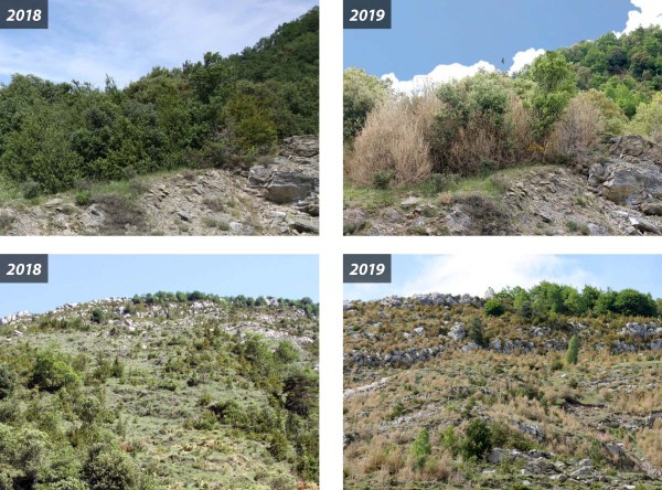 Obr. 5, 6: Porosty zimostr&aacute;zu v&nbsp;okol&iacute; městečka Camprodon (v&yacute;chodn&iacute; Pyreneje), a&nbsp;- polovina června 2018, b - 2019; v&nbsp;obou př&iacute;padech fotografov&aacute;no přibližně ze stejn&eacute;ho m&iacute;sta
