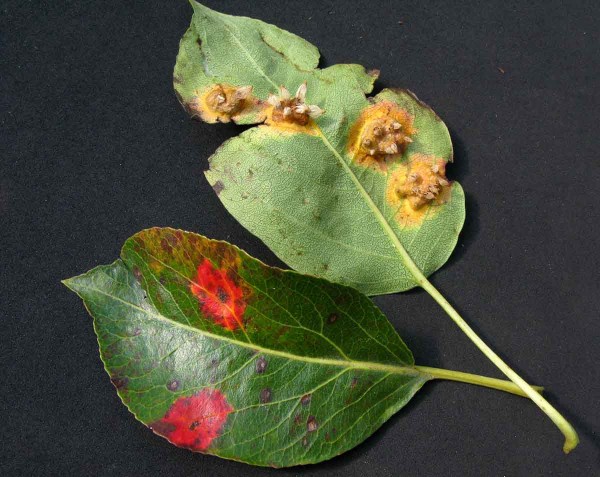 Rzivost hrušně - příznaky na listu Rzivost hrušně - příznaky na listu