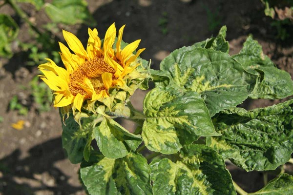 Obr. 5: Další příznaky systémové infekce plísní slunečnice - chlorotizace a deformace listů, zkrácená internodia a především květní úbor, ve kterém se vyvíjí hluché nebo plísní latentně infikované nažky Obr. 5: Další příznaky systémové infekce plísní slunečnice - chlorotizace a deformace listů, zkrácená internodia a především květní úbor, ve kterém se vyvíjí hluché nebo plísní latentně infikované nažky