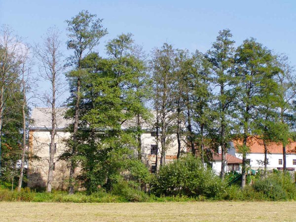 Obr. 5: Břehov&yacute; porost ol&scaron;e lepkav&eacute; po&scaron;kozen&yacute; druhem Phytophthora alni