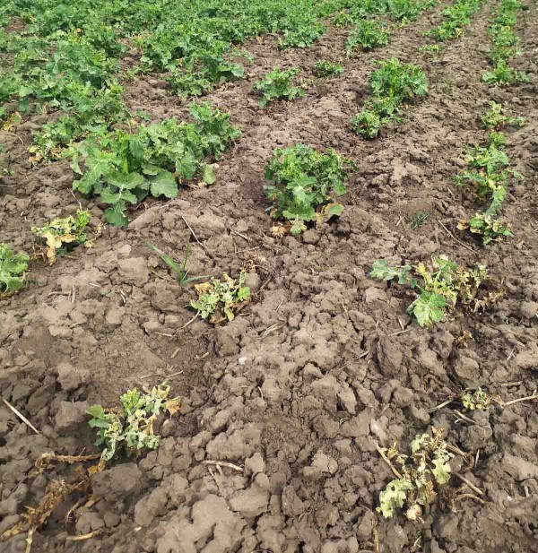 V&yacute;padky rostlin v&nbsp;jarn&iacute; vegetaci