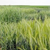 Možnosti využit&iacute; ozim&eacute;ho tritikale na produkci biomasy a&nbsp;bioplynu