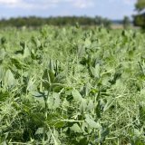 Nab&iacute;dka odrůd luskovin pro rok 2017