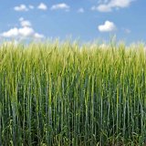 Nevyzpytateln&eacute; hnojen&iacute; s&iacute;rou u&nbsp;jarn&iacute;ho ječmene