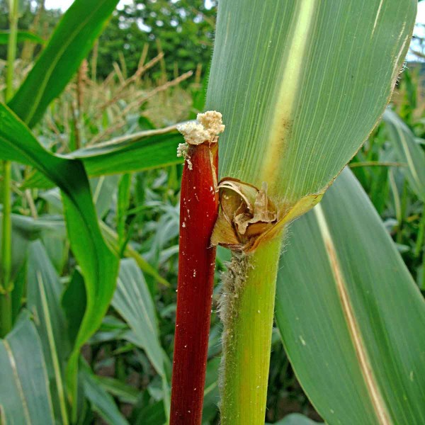 Zav&iacute;ječ kukuřičn&yacute; - mot&yacute;li