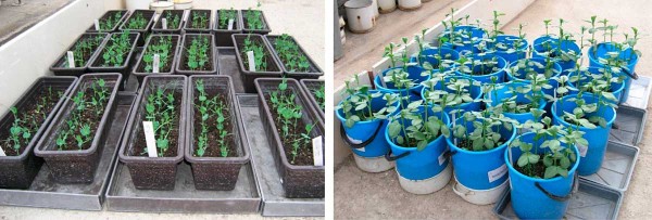 Obr. 1d: Poln&iacute;, sklen&iacute;kov&eacute; a&nbsp;laboratorn&iacute; experimenty ukazuj&iacute;, že velkou budoucnost m&aacute;, co se t&yacute;če o&scaron;etřen&iacute; osiva a&nbsp;n&aacute;sledn&eacute;ho rychl&eacute;ho růstu rostlin (rychlej&scaron;&iacute; překon&aacute;n&iacute; nebezpečn&yacute;ch ran&yacute;ch f&aacute;z&iacute; růstu), použit&iacute; kombinac&iacute; vhodně vybran&yacute;ch mikrořas či produktů z&nbsp;nich, mykorhizn&iacute;ch hub a&nbsp;vhodn&yacute;ch rhizobi&aacute;ln&iacute;ch kmenů