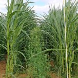 Herbicidn&iacute; ochrana komonice b&iacute;l&eacute;