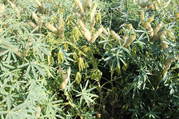 Obr. 2: Žloutnut&iacute; rostliny po napaden&iacute; komplexem chorob kořenů