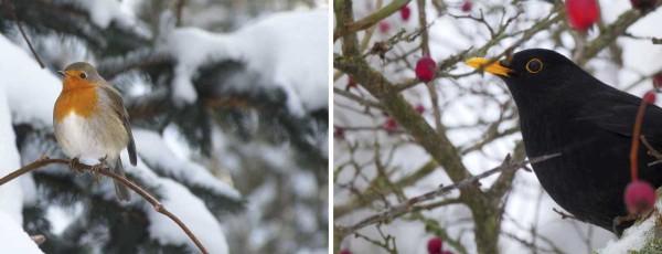 Př&iacute;chod jara sv&yacute;m zpěvem postupně ohla&scaron;uj&iacute; zpěvn&iacute; pt&aacute;ci, jako třeba červenka obecn&aacute; nebo kos čern&yacute;