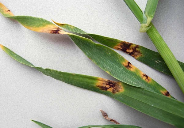 Hnědá skvrnitost ječmene Hnědá skvrnitost ječmene