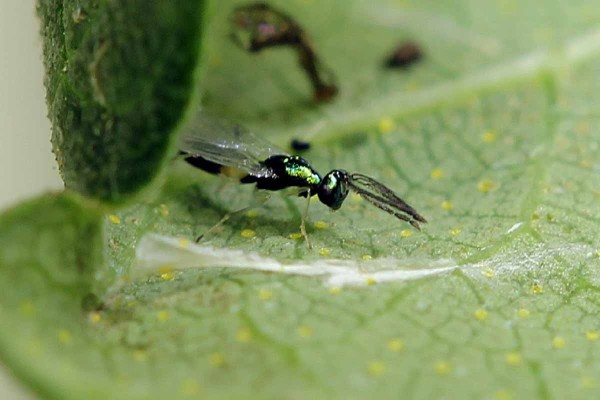 Samec chalcidky s&nbsp;větven&yacute;mi tykadly