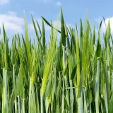 Nov&eacute; možnosti optimalizace počtu odnož&iacute; a&nbsp;zv&yacute;&scaron;en&iacute; v&yacute;nosov&eacute; jistoty u&nbsp;obilnin