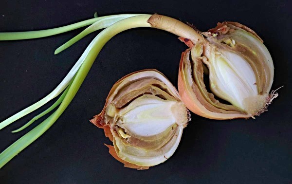 Botryotiniová hniloba česnekovitých (krčková hniloba) Botryotiniová hniloba česnekovitých (krčková hniloba)