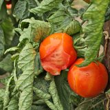 Nov&eacute; poznatky, kter&eacute; jsou odrazem změny klimatu - vliv sucha na rostlinnou produkci