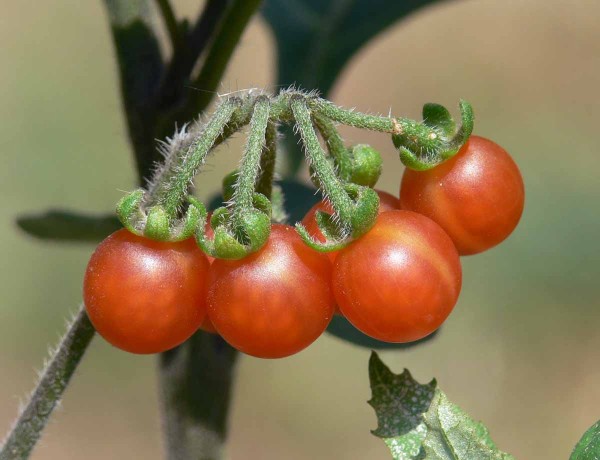 Ľuľok žlt&yacute; - plody