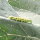 Škodcovia kapustovín (5): Škodcovia poškodzujúci listy rastlín - mory Škodcovia kapustovín (5): Škodcovia poškodzujúci listy rastlín - mory