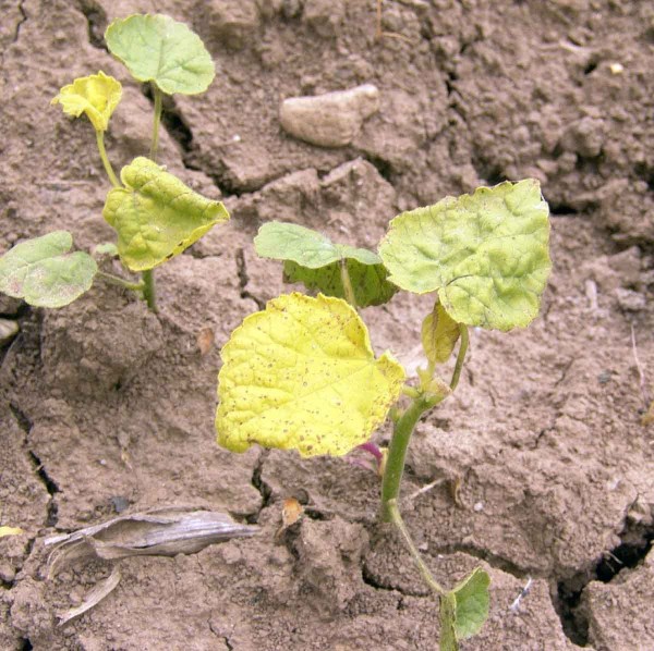 Mračň&aacute;k Theophrastův je citliv&yacute; k&nbsp;vět&scaron;ině sulfonylmočovinov&yacute;ch př&iacute;pravků - 2 t&yacute;dny po o&scaron;etřen&iacute; herbicidem Maister power