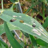 Zhodnocen&iacute; ochrany rostlin na středn&iacute; Moravě za rok 2018