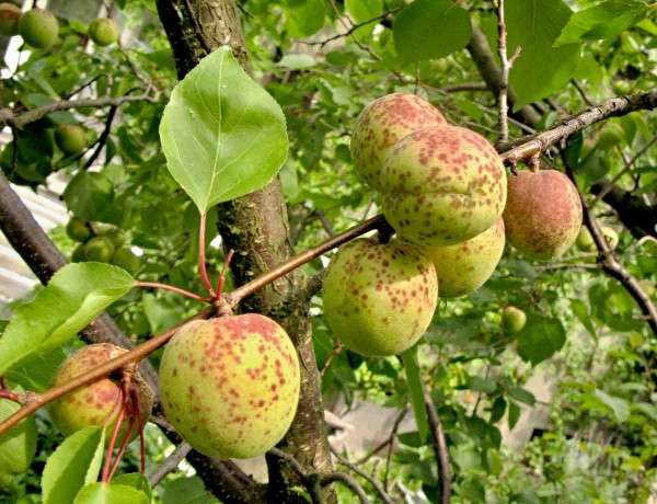 Strupovitost peckovin na plodu meruňky Strupovitost peckovin na plodu meruňky