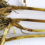 Choroby obilnin (8) - Choroby kořenů a&nbsp;pat st&eacute;bel (2)