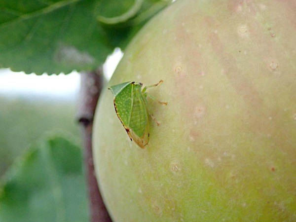 Jedním z méně tradičních škůdců je ostnohřbetka ovocná (Stictocephala bisonia) Jedním z méně tradičních škůdců je ostnohřbetka ovocná (Stictocephala bisonia)