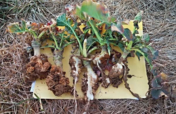 Nádorovitost kořenů brukovitých Nádorovitost kořenů brukovitých