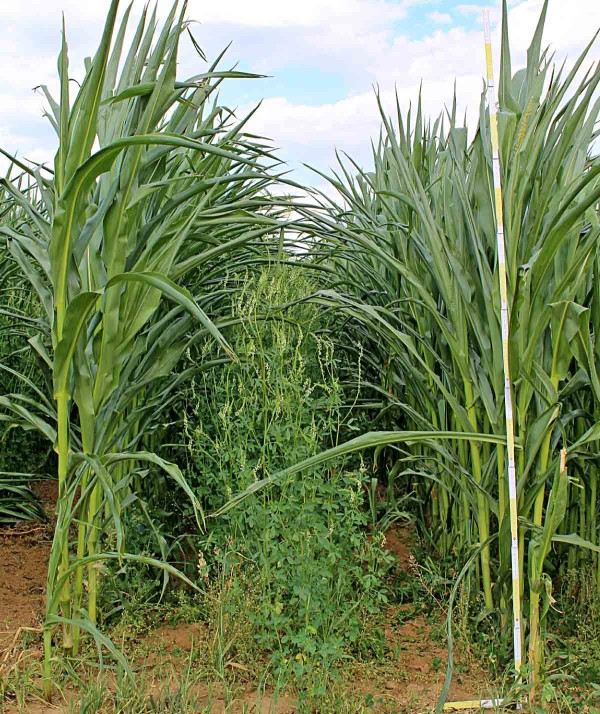 Obr. 2: Pěstov&aacute;n&iacute; komonice b&iacute;l&eacute; ve sm&iacute;&scaron;en&eacute; kultuře s&nbsp;kukuřic&iacute;