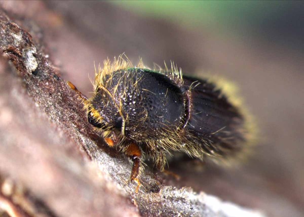 Lýkožrout smrkový (Ips typographus) Lýkožrout smrkový (Ips typographus)