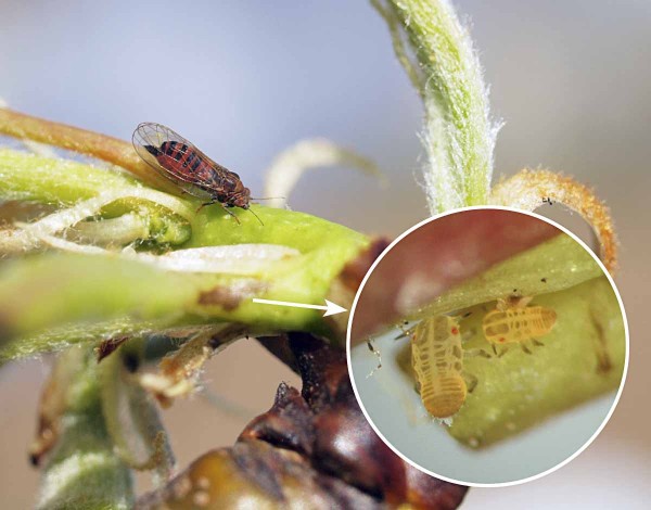 Před květem hru&scaron;n&iacute; prob&iacute;h&aacute; vrchol kladen&iacute; mery skvrnit&eacute; a&nbsp;mohou se objevovat i&nbsp;prvn&iacute; nymfy