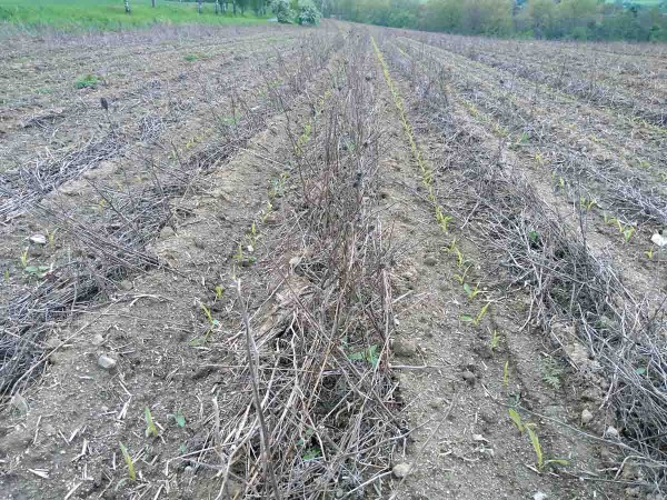 Obr. 5: Kukuřice zaset&aacute; technologi&iacute; strip-till ve svazence vratičolist&eacute; (stav 15. 5. 2020)