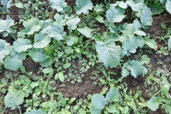 Obr. 2: Pleveln&eacute; spektrum na pozemku v&nbsp;Praze