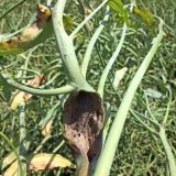 Faktory snižuj&iacute;c&iacute; &uacute;činnost fungicidů vůči b&iacute;l&eacute; hnilobě řepky