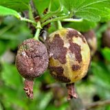 Aktu&aacute;ln&iacute; přehled ochrany zahrad, sadů a&nbsp;vinic - &uacute;nor a&nbsp;březen 2018