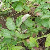 Nov&aacute; metoda progn&oacute;zy pl&iacute;sně bramboru